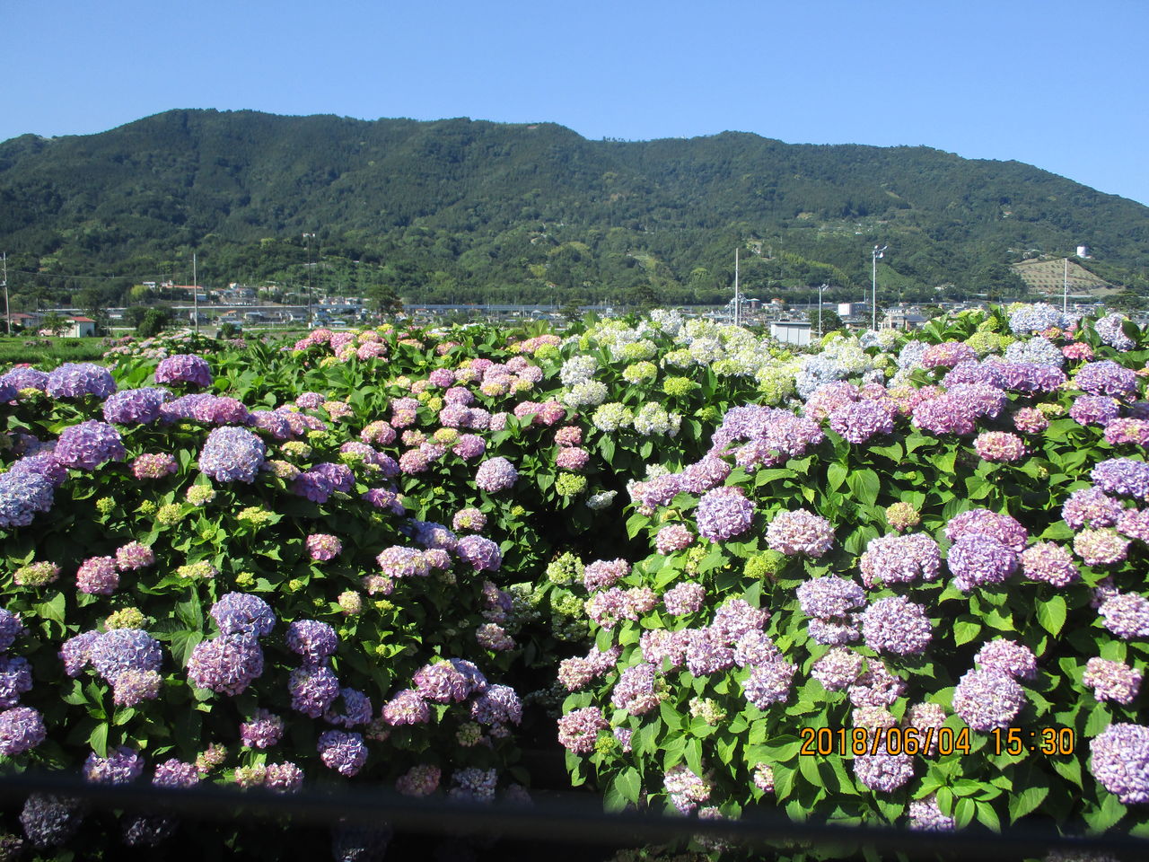 最高の天気 最高の紫陽花 らいふ愛甲石田のblog 最高の天気 最高の紫陽花 らいふ愛甲石田のblog