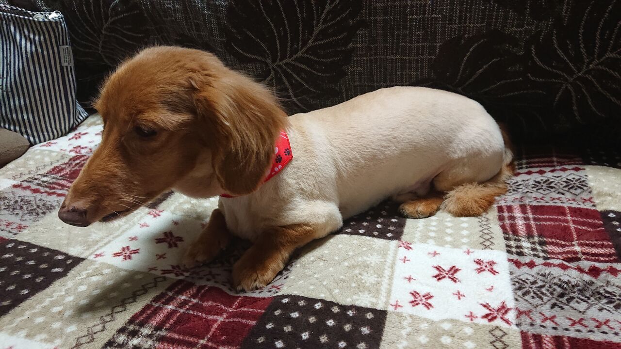 年04月 北のトラック野郎 愛幸丸