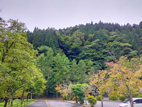 line_241241027770836