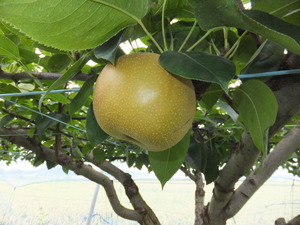 DSCF2998