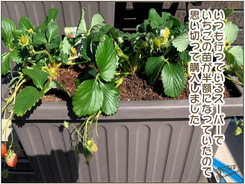 いちご よつぼし の栽培をはじめました ２０２１年 いちごの育て方栽培方法 ぴぷめわん家族 年子男女の子育ては大変 時短アイテムでガンガン手抜き