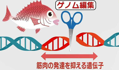 ゲノム編集
