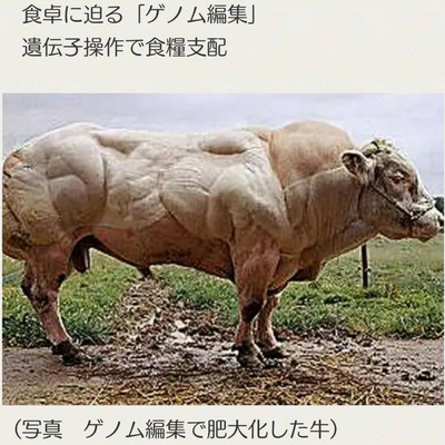 ゲノム編集 牛