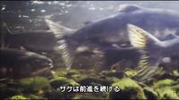 鮭の一生02