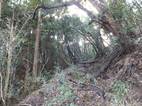 DSCF9265