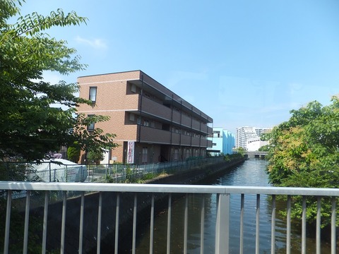 hongo (9)