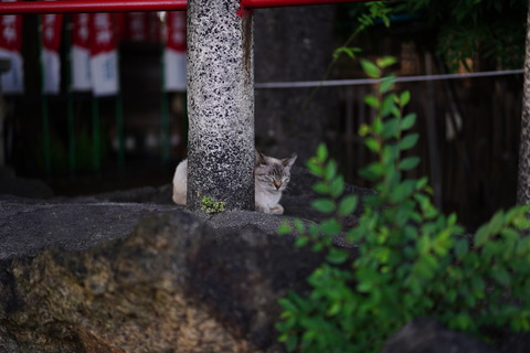 DSC00774