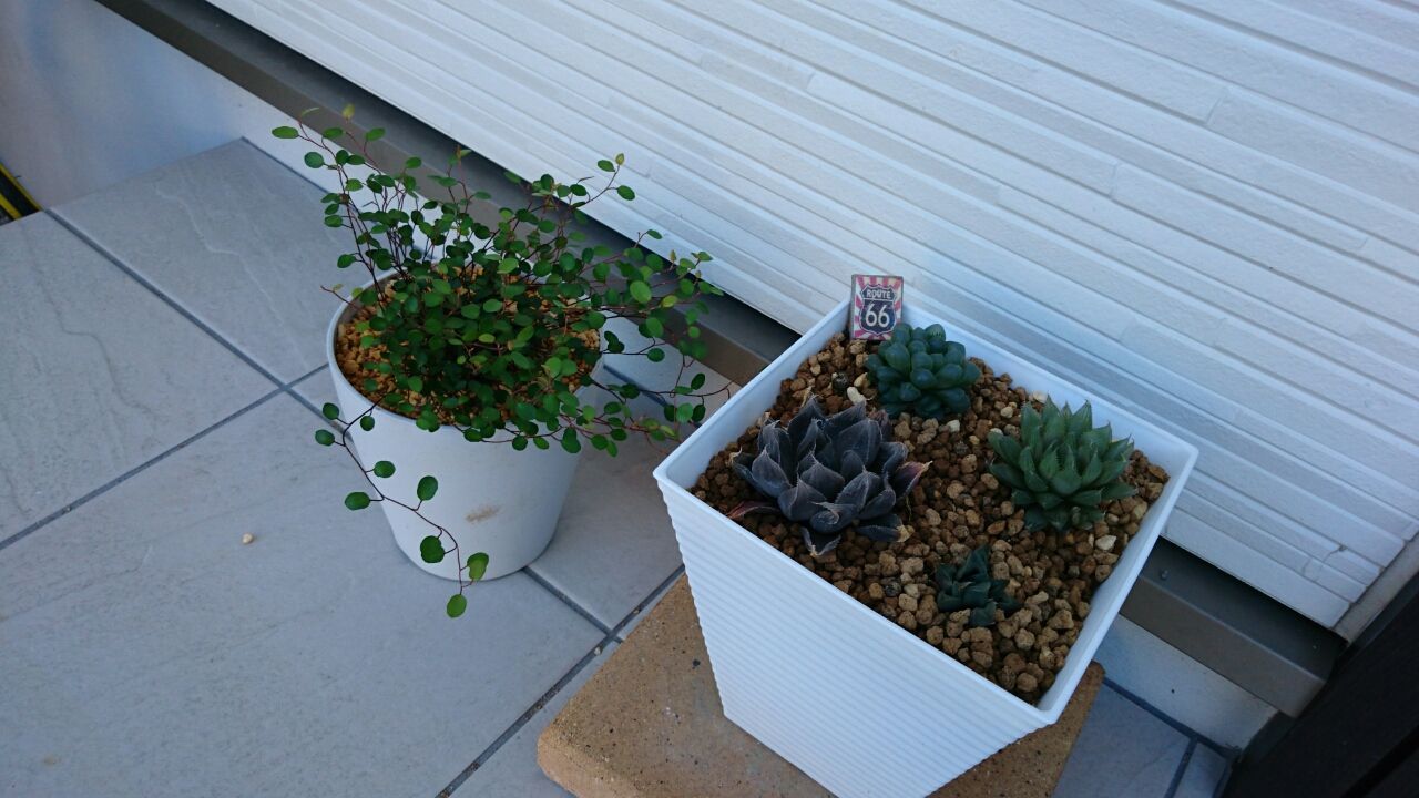 ハオルチアの居場所 あいたろう多肉植物日記