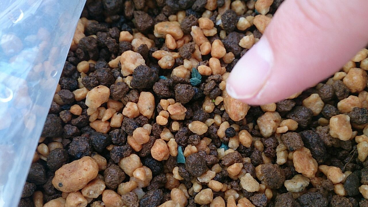 リトープスさん 発芽 あいたろう多肉植物日記