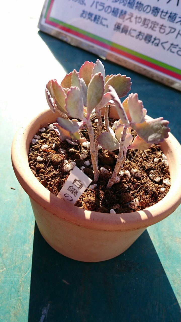 白銀の舞 あいたろう多肉植物日記