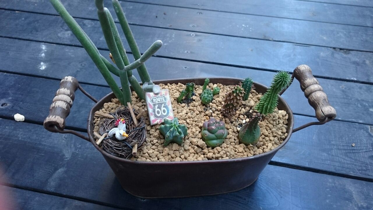 ユーフォルビア あいたろう多肉植物日記 ユーフォルビア あいたろう多肉植物日記