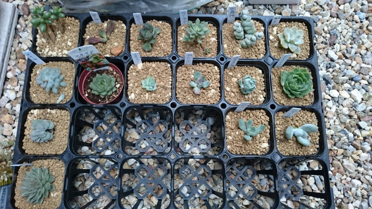メデルさんに行ってきた あいたろう多肉植物日記