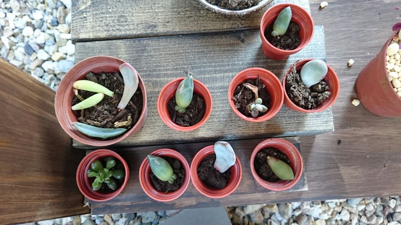 葉挿しちゃん あいたろう多肉植物日記 葉挿しちゃん あいたろう多肉植物日記