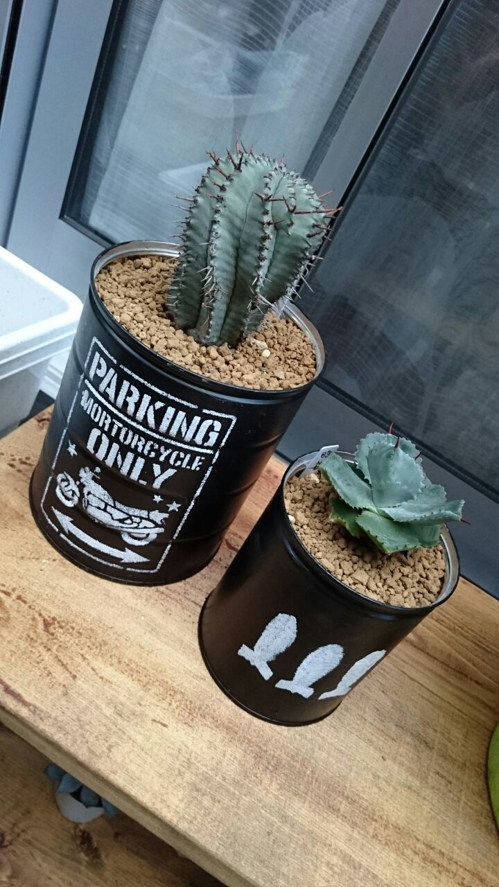 メデルさんに行ってきた あいたろう多肉植物日記