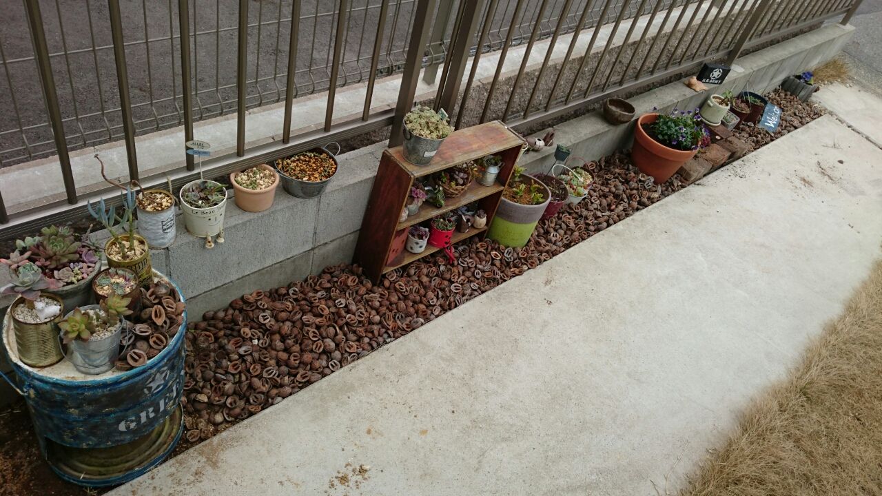 ジャンクガーデンにしたいの あいたろう多肉植物日記