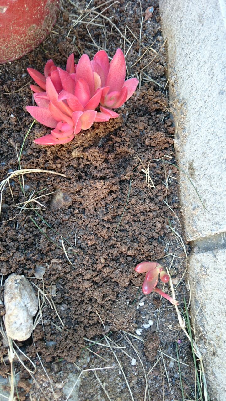 地植えしました あいたろう多肉植物日記 地植えしました あいたろう多肉植物日記