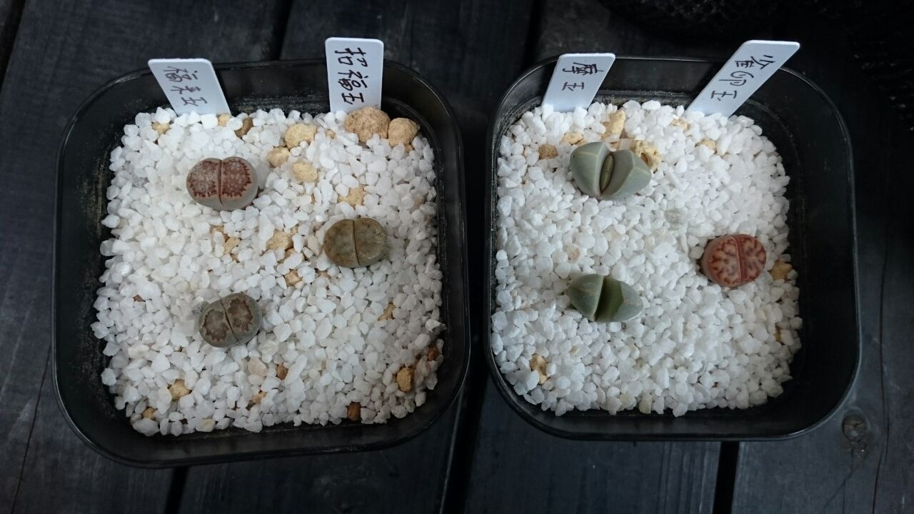 メデルさんに行ってきた あいたろう多肉植物日記