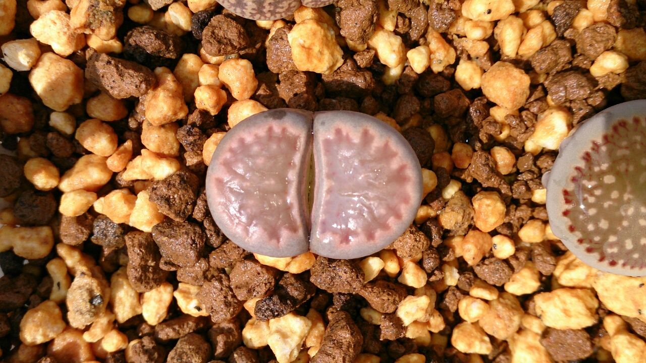 リトープス植え替え続き あいたろう多肉植物日記