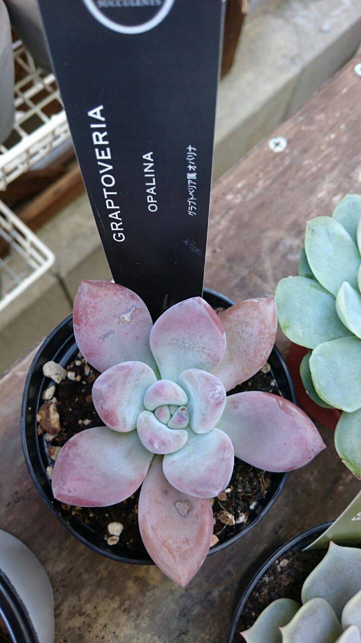 またもお迎えの W あいたろう多肉植物日記
