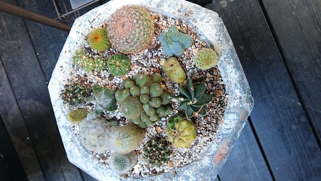 サボテンたち あいたろう多肉植物日記 サボテンたち あいたろう多肉植物日記