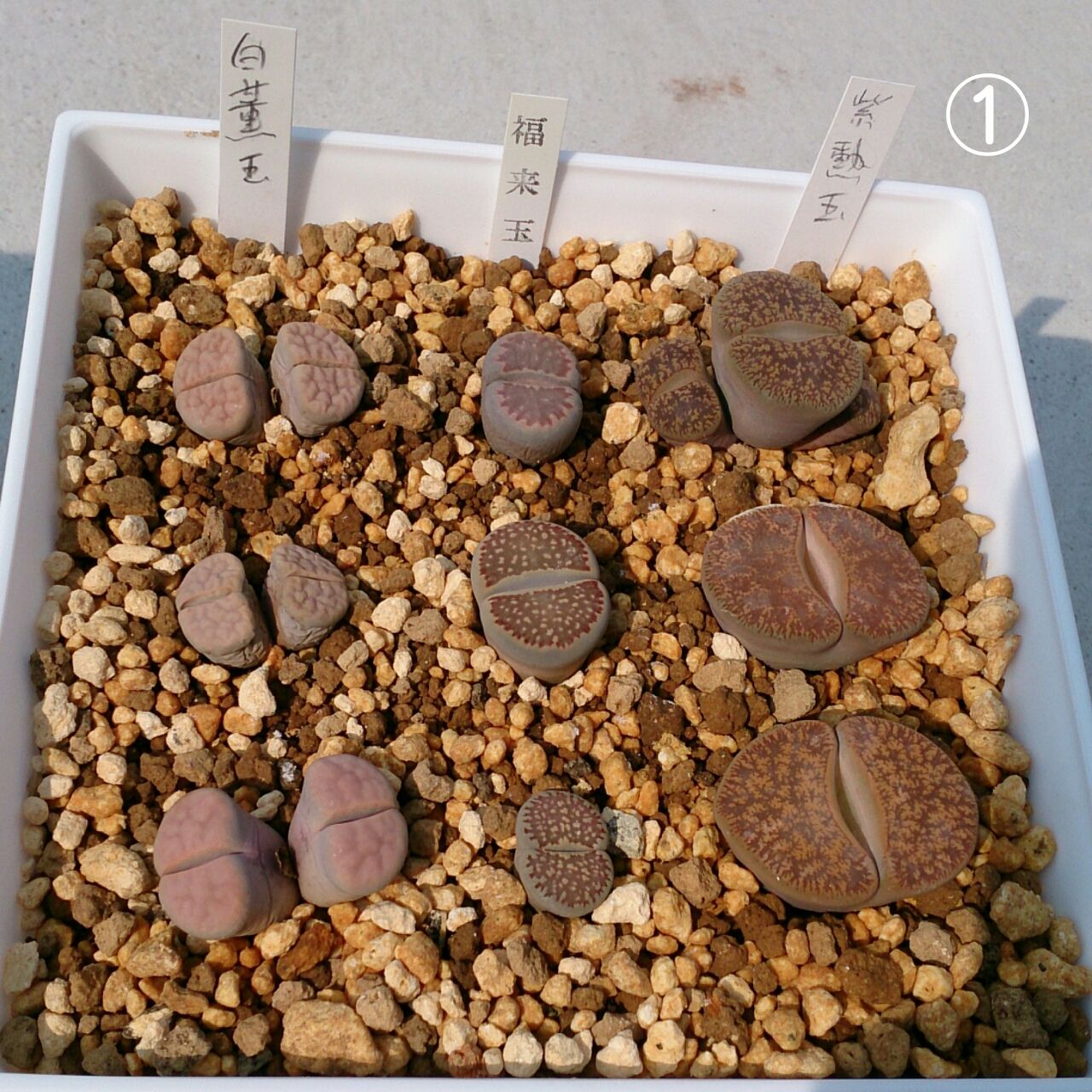 リトープス植え替え続き あいたろう多肉植物日記