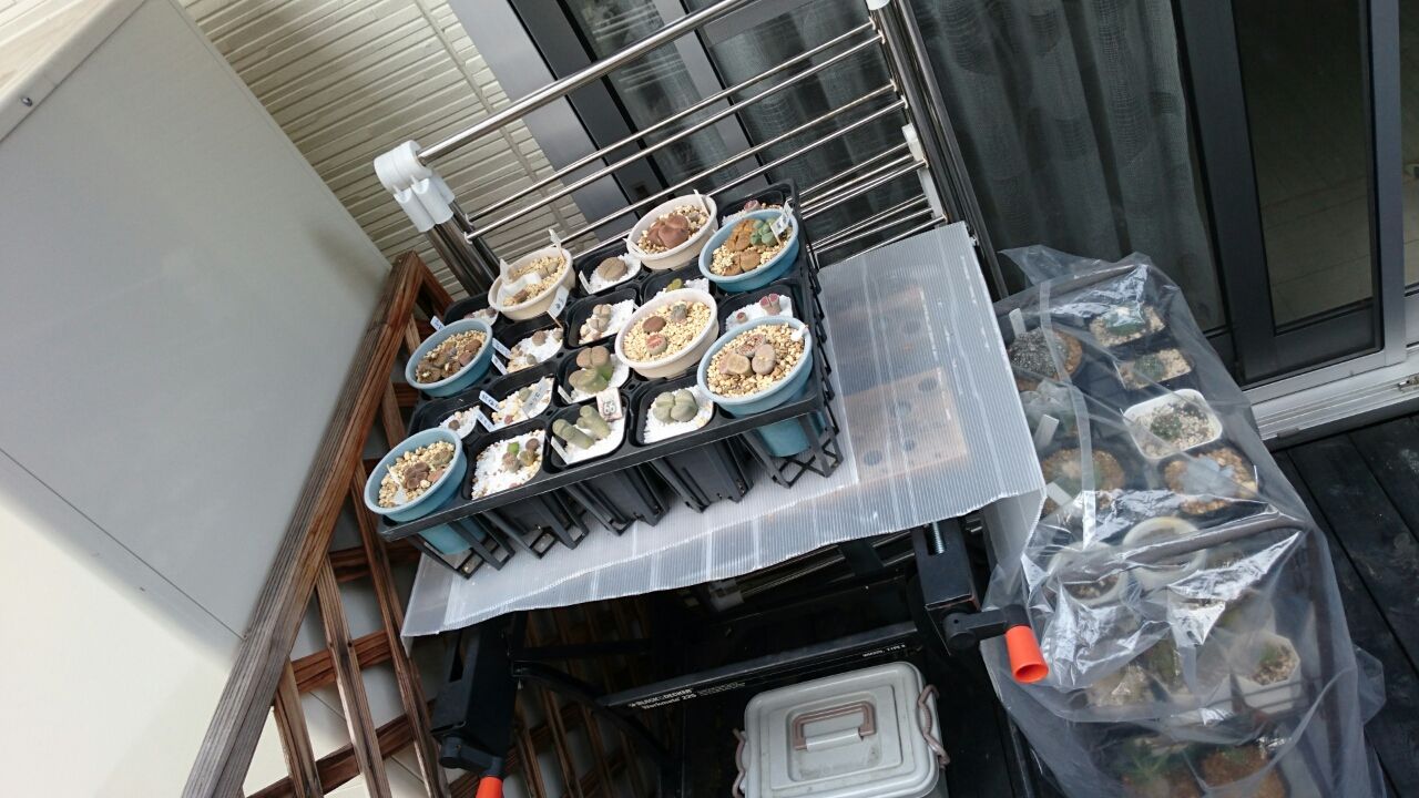 プレリンゼと多肉棚 あいたろう多肉植物日記 プレリンゼと多肉棚 あいたろう多肉植物日記