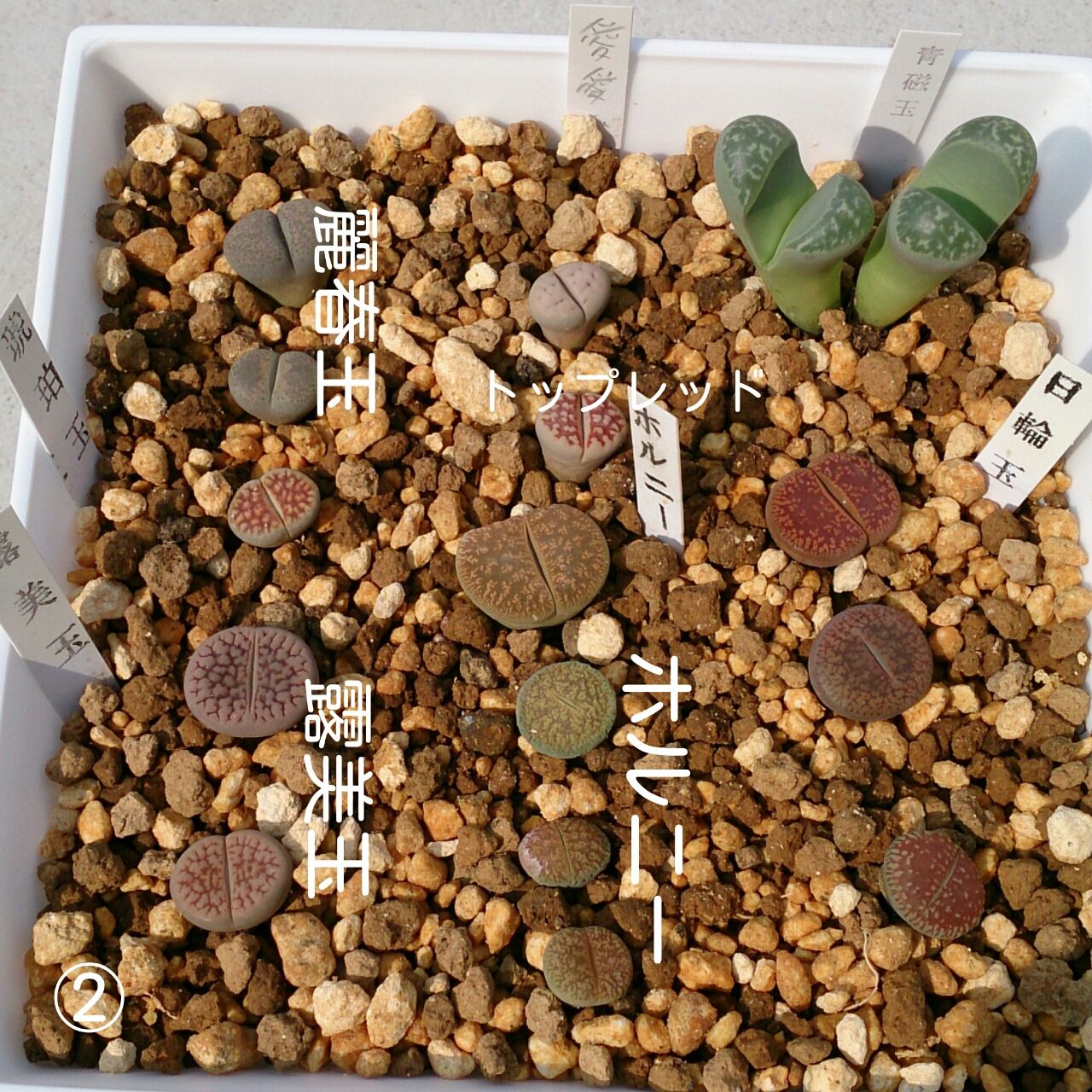 リトープス植え替え続き あいたろう多肉植物日記