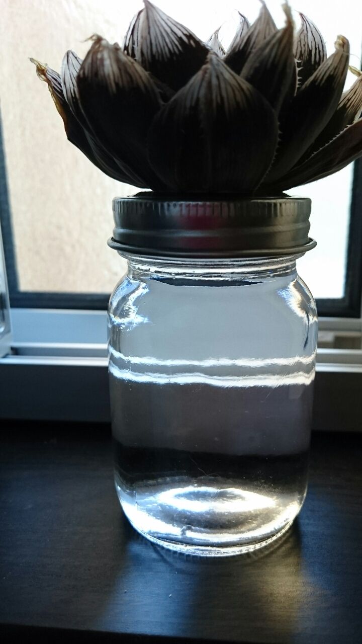 ハオルチア エンペラー水栽培4 あいたろう多肉植物日記 ハオルチア エンペラー水栽培4 あいたろう多肉植物日記