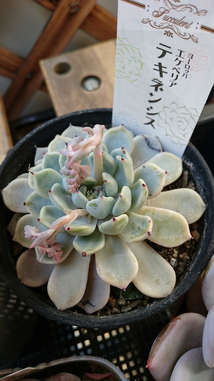 お迎えタニ あいたろう多肉植物日記 お迎えタニ あいたろう多肉植物日記