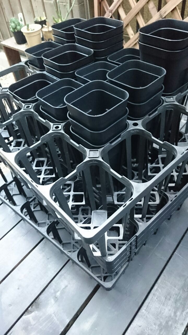 メデルさんに行ってきた あいたろう多肉植物日記