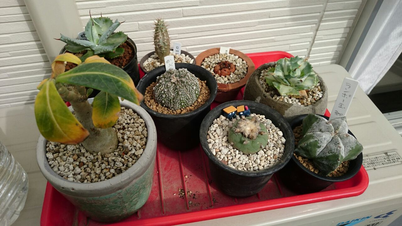 ジャンクガーデンにしたいの あいたろう多肉植物日記