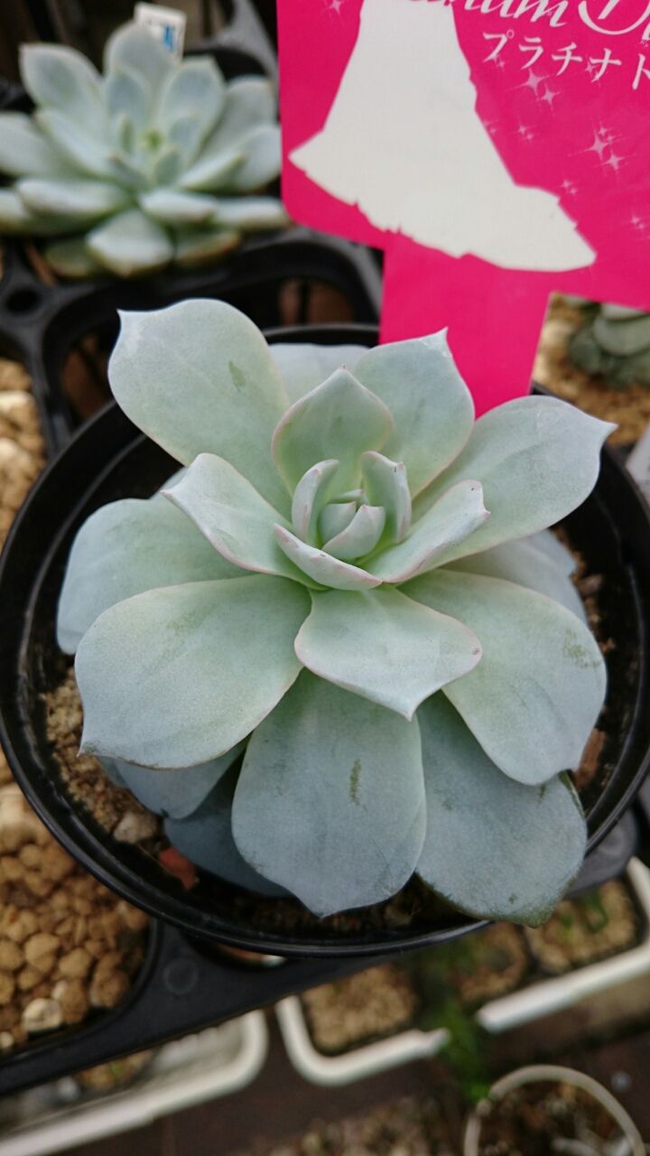 白いお粉多肉 あいたろう多肉植物日記