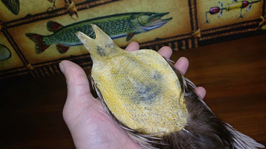 メッツネックハックルケープ#3シルバーバジャー : AIRのブログ