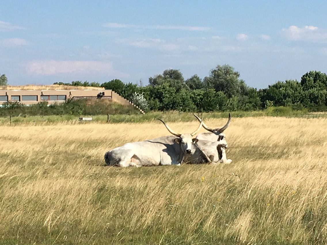 世界遺産 ホルトバージ国立公園 Hortobagy Nemzeti Park Puszta へ ドナウの東か 遥かもっと東から 世界遺産 ホルトバージ国立公園 Hortobagy Nemzeti Park Puszta へ ドナウの東か 遥かもっと東から