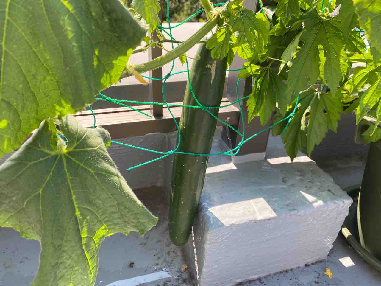 ベランダ菜園のキュウリを収穫 ドナウの東か 遥かもっと東から ベランダ菜園のキュウリを収穫 ドナウの東か 遥かもっと東から
