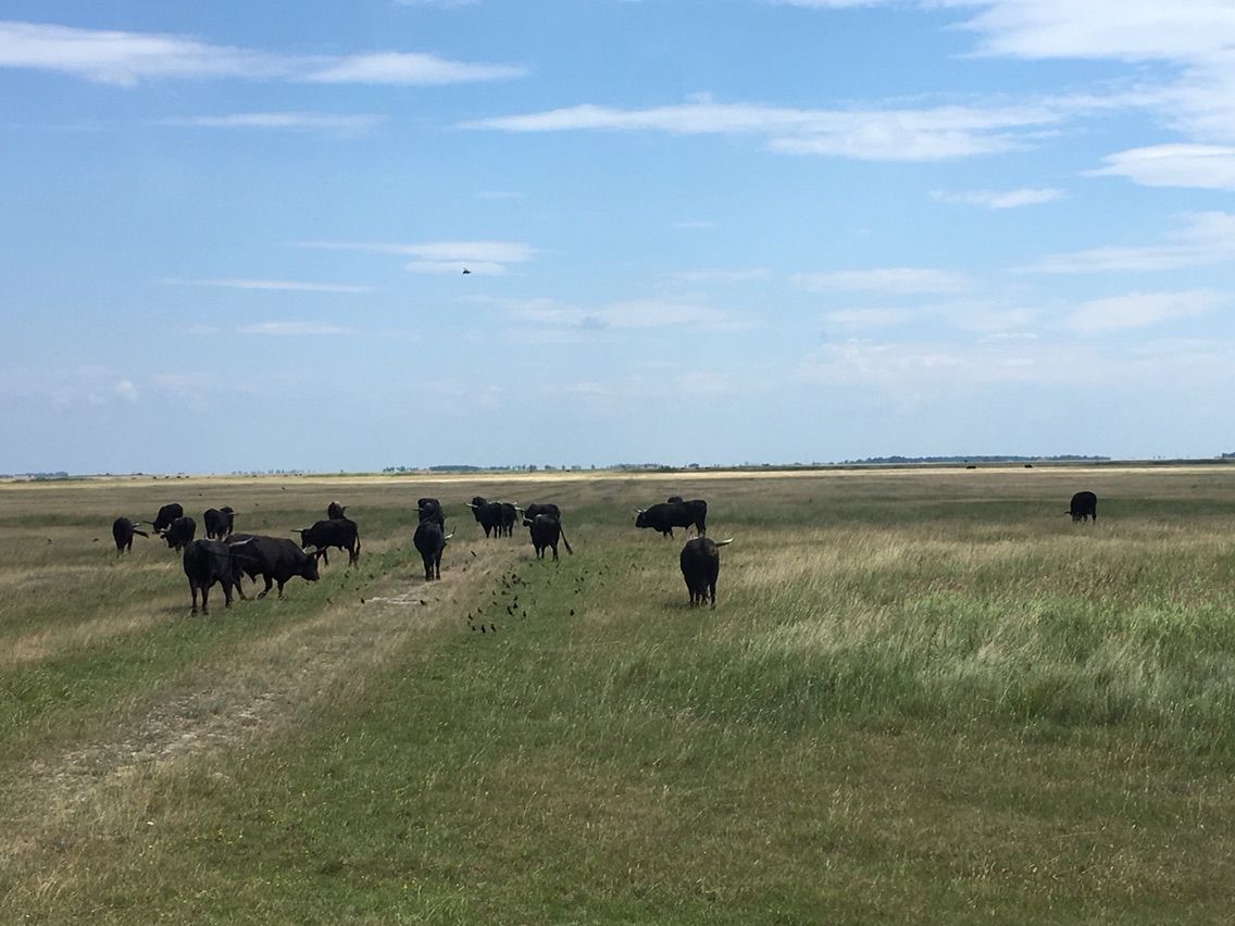 世界遺産 ホルトバージ国立公園 Hortobagy Nemzeti Park Puszta へ ドナウの東か 遥かもっと東から 世界遺産 ホルトバージ国立公園 Hortobagy Nemzeti Park Puszta へ ドナウの東か 遥かもっと東から