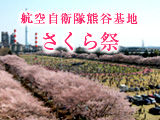 kumagayasakura