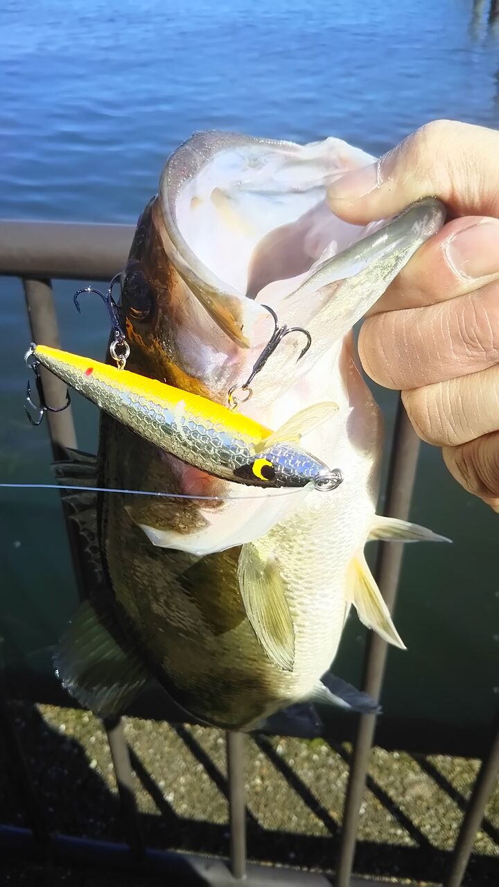 電車に乗って琵琶湖へバス釣りに行こう 釣りたいバス釣り日記