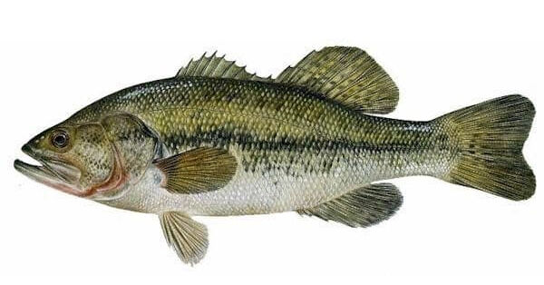 ブラックバスの味覚は人間が思っているのとは違う 釣りたいバス釣り日記