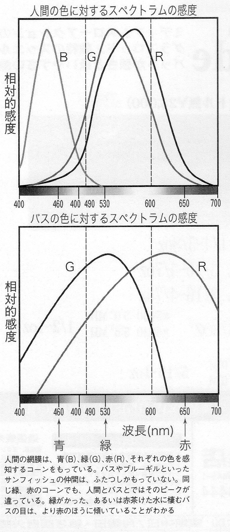 ブラックバスの習性と生態 ブラックバスは色を認識するのか 釣りたいバス釣り日記 ブラックバスの習性と生態 ブラックバスは色を認識するのか 釣りたいバス釣り日記