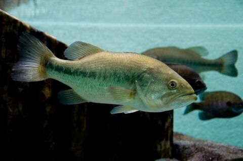 ブラックバスの季節による行動 シーズナルパターンを学ぼう 釣りたいバス釣り日記 ブラックバスの季節による行動 シーズナルパターンを学ぼう 釣りたいバス釣り日記
