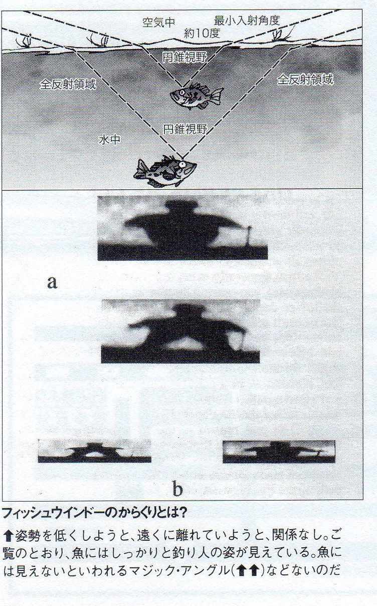 ブラックバスの習性と生態 ブラックバスの目の視野 釣りたいバス釣り日記