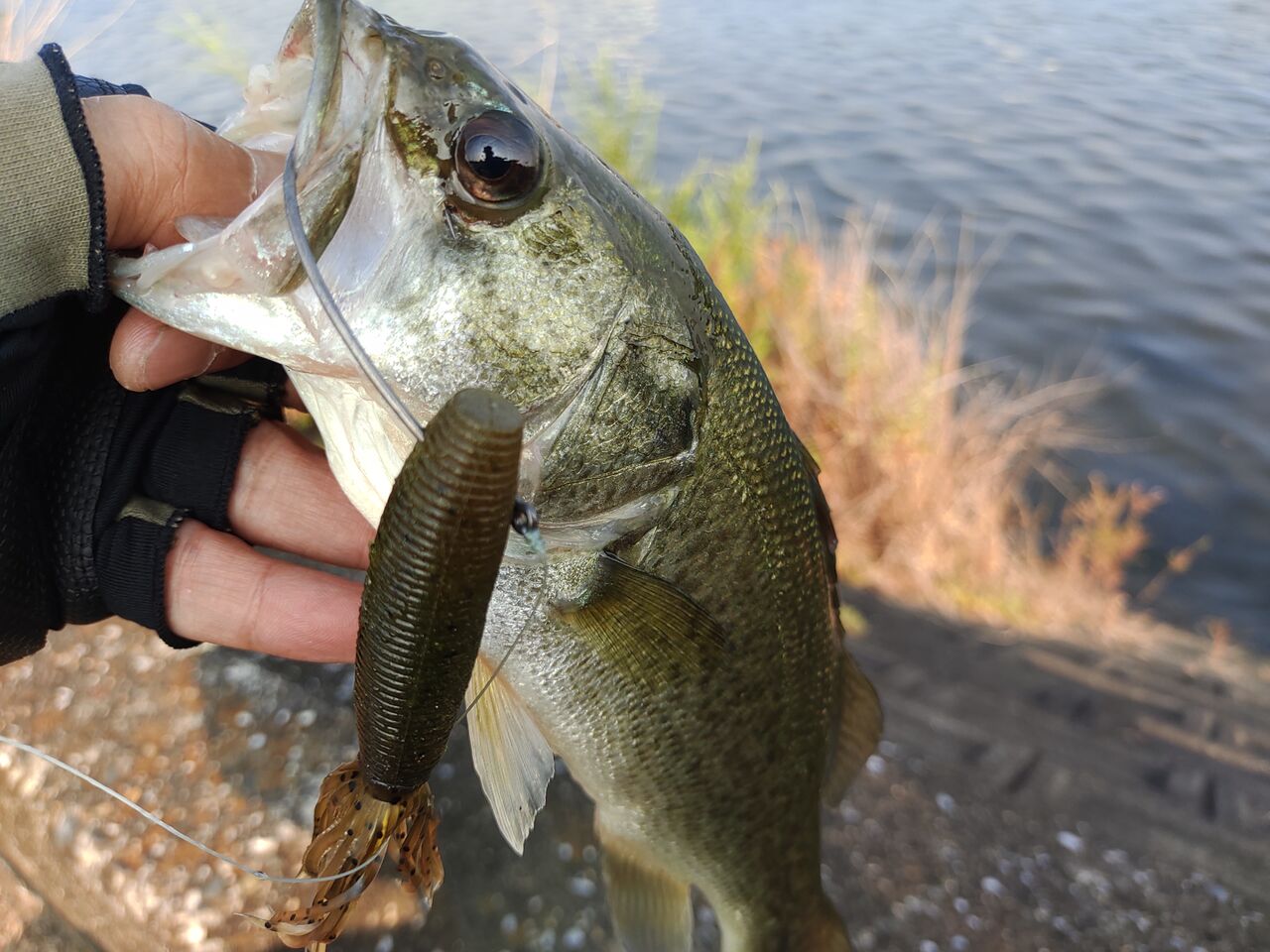 マシンガンキャスト　TYPE2 スティーズ マシンガンキャスト TYPE-2のインプレ : 釣りたい