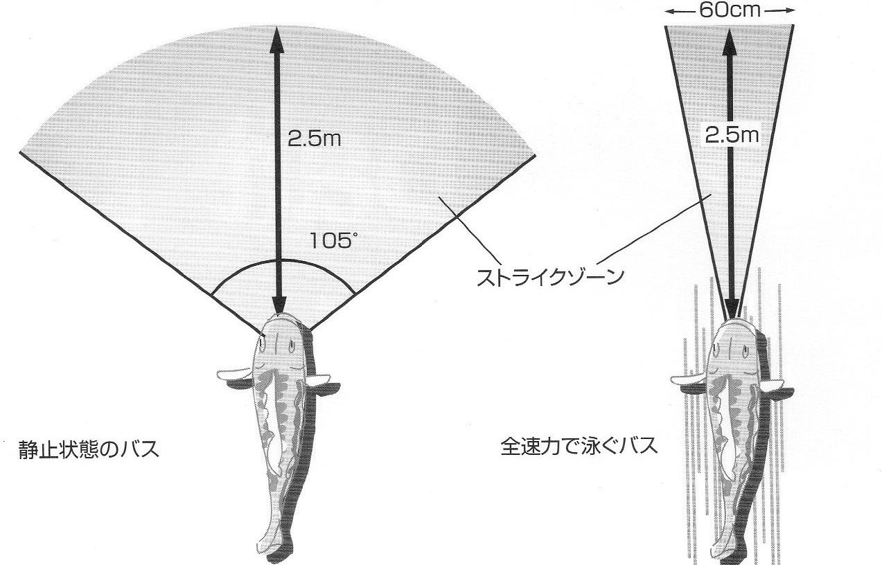 ブラックバスの習性と生態 バスの目の機能 釣りたいバス釣り日記 ブラックバスの習性と生態 バスの目の機能 釣りたいバス釣り日記