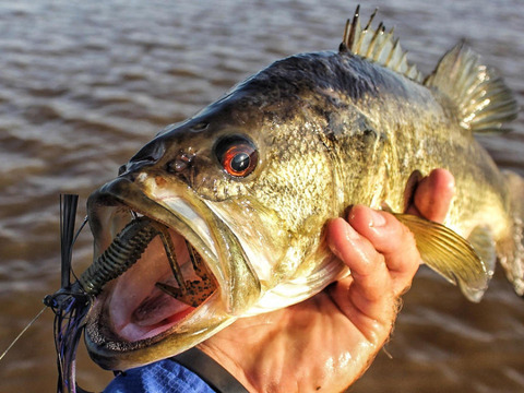 バス釣りに適したスイムジグのトレーラーを選ぶ方法 釣りたいバス釣り日記