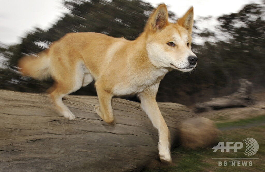 味わう オフェンス 化学 ディンゴ 犬 Manandvans Net 味わう オフェンス 化学 ディンゴ 犬 Manandvans Net