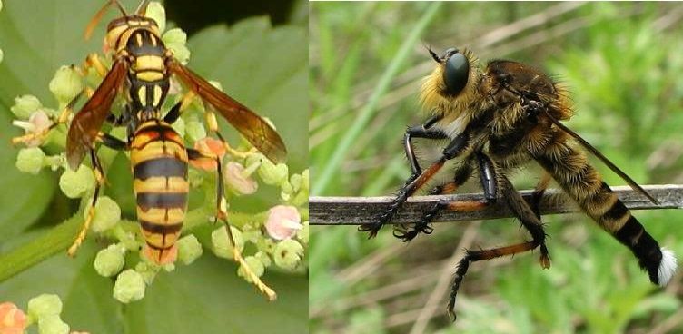何故警察と警備員は似ているか ハチ目へのベイツ型擬態から考察 続 残虐神の広間