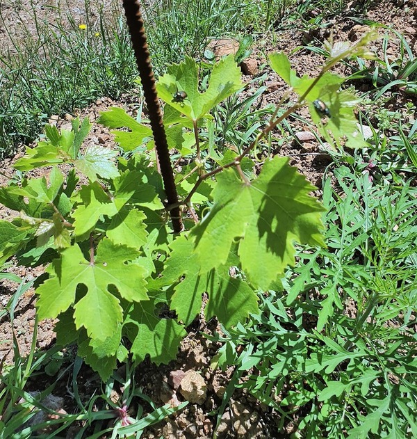 202POPILLIA JAPONICA00619_152923