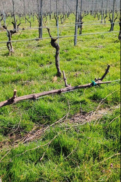 �ߤΥ֥ɥ�Ȫ��