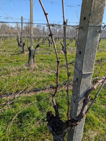 �ߤΥ֥ɥ�Ȫ��